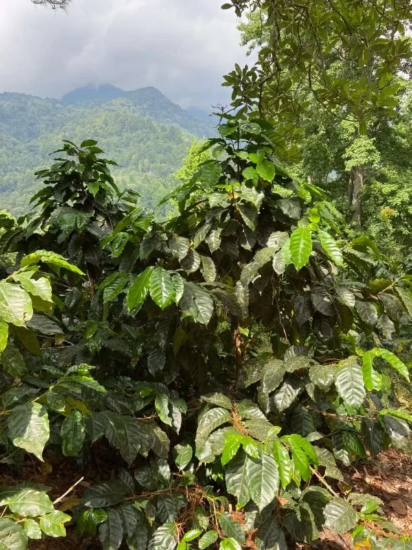Guancasco - 86.25 SCA - Honduras - Imagen 8