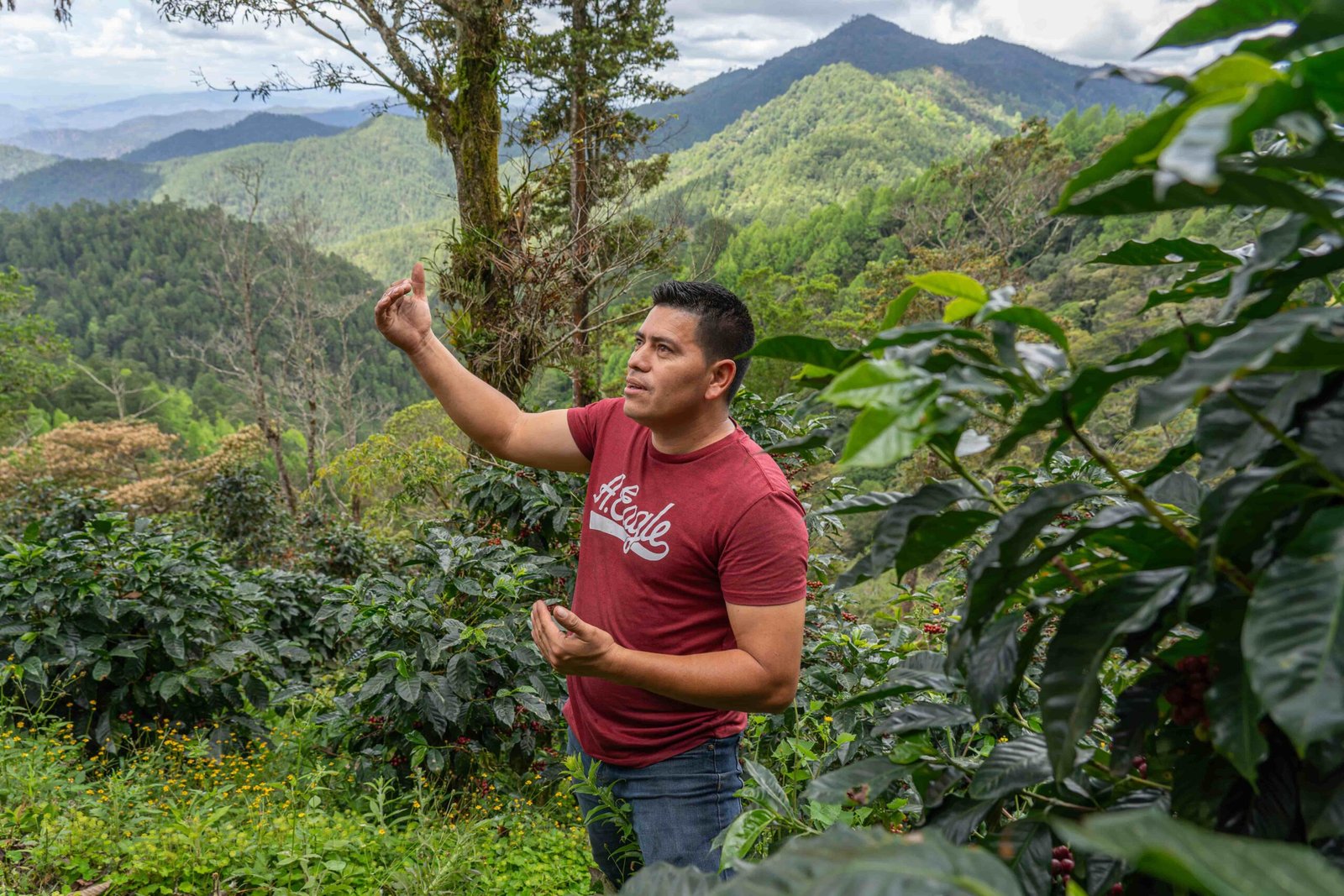 Mogotón - Café de Nicaragua - 87.25 SCA - Imagen 3