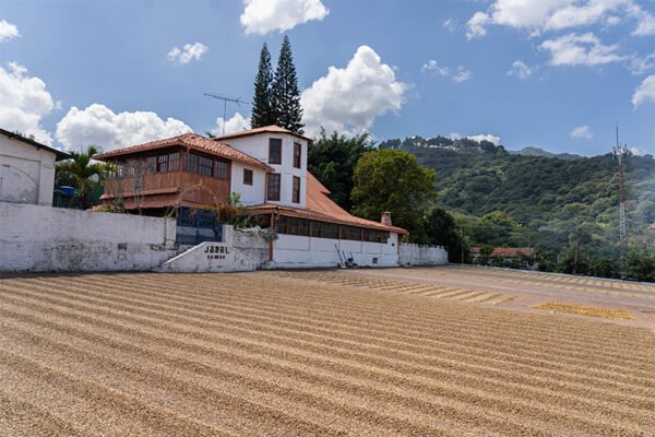 Tlaloc - Café de El Salvador - 87 SCA - Imagen 3