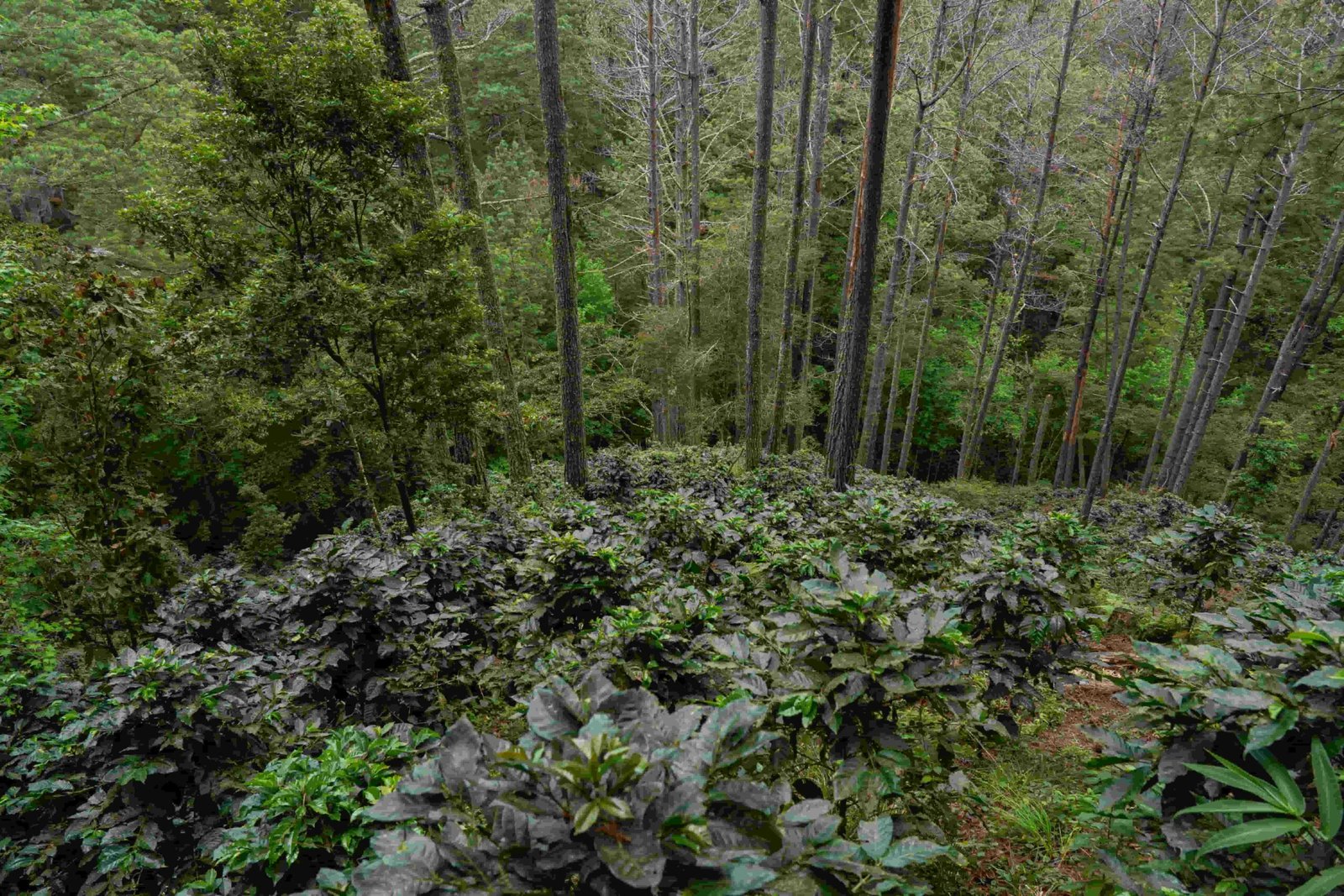 Mogotón - Café de Nicaragua - 87.25 SCA - Imagen 4