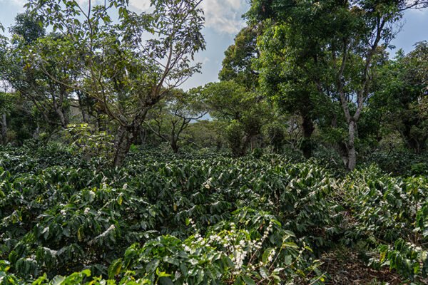 Tlaloc - Café de El Salvador - 87 SCA - Imagen 4