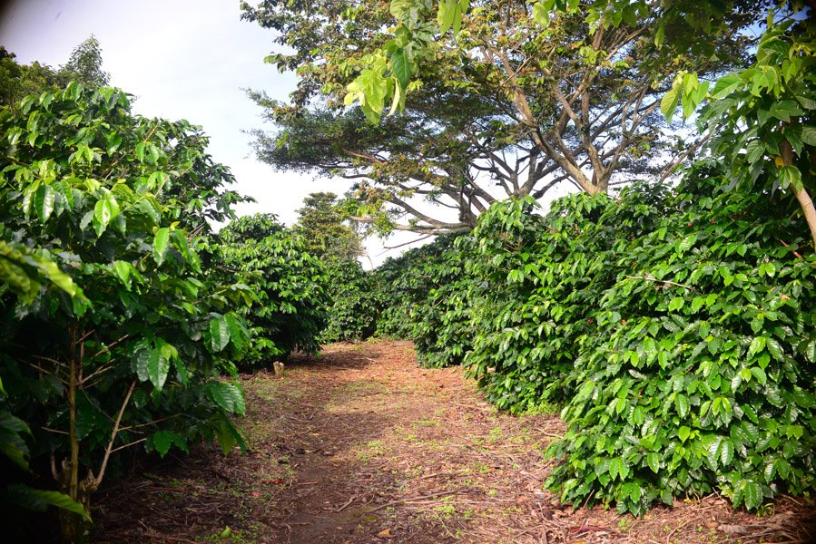 Cuatro Caminos Coffee State