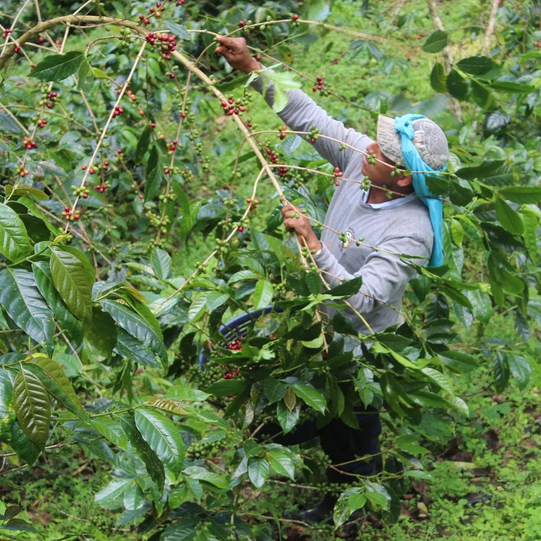 Cuatro Caminos Coffee State