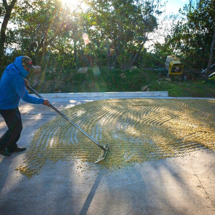 Cuatro Caminos Coffee State